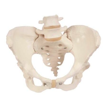 Fabrication Enterprises 3B Anatomical Model - Female Pelvic Skeleton with Movable Femur Heads 983570